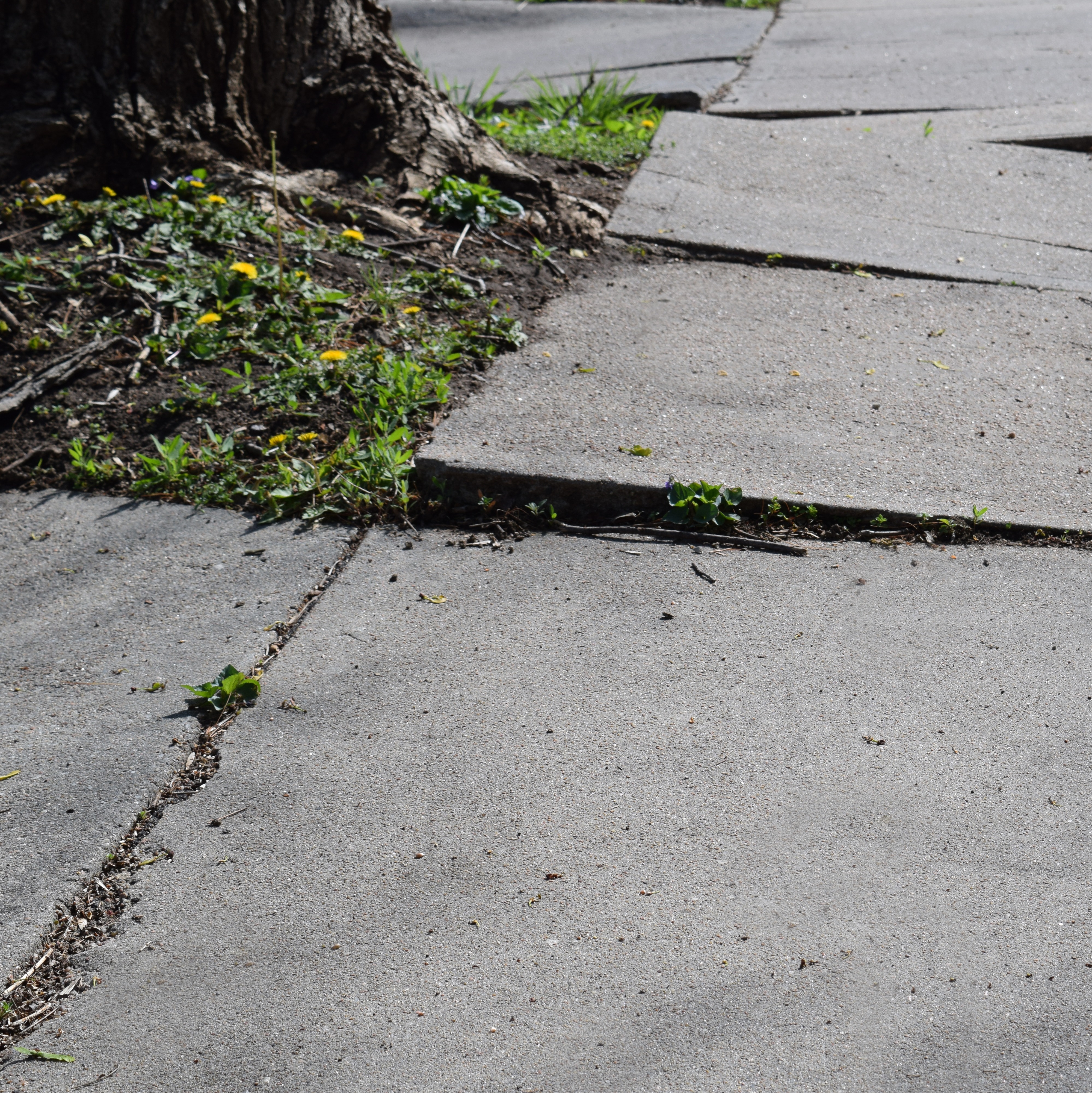 Philly has a tree problem, growing worse every day