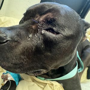 Shot during a horrific Delco crime, this dog is making a remarkable recovery