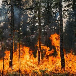 Peak wildfire season in New Jersey is here