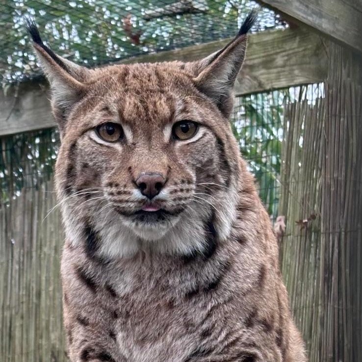 Lynx named Leonardo DiCatprio finds new home at Cape May County Zoo