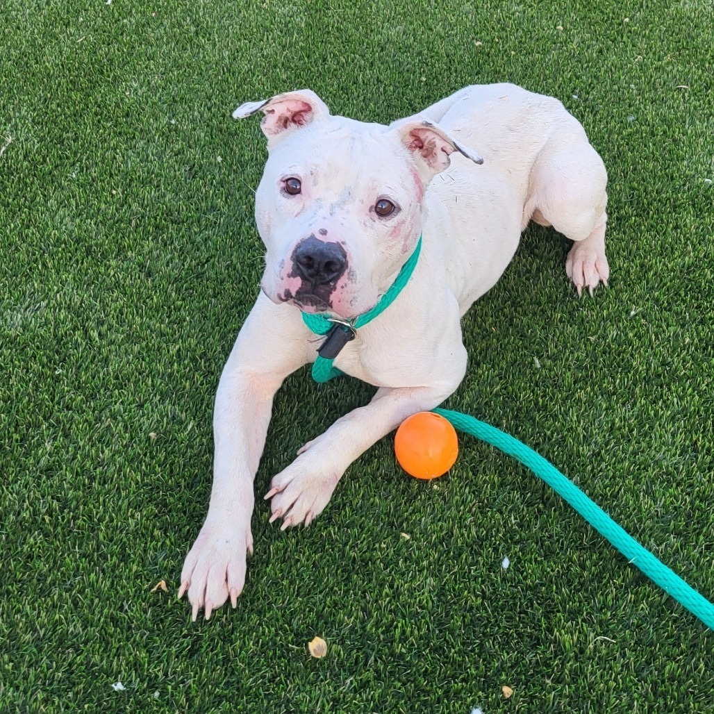 Pit bull Schwarber running out of time for adoption, shelter says