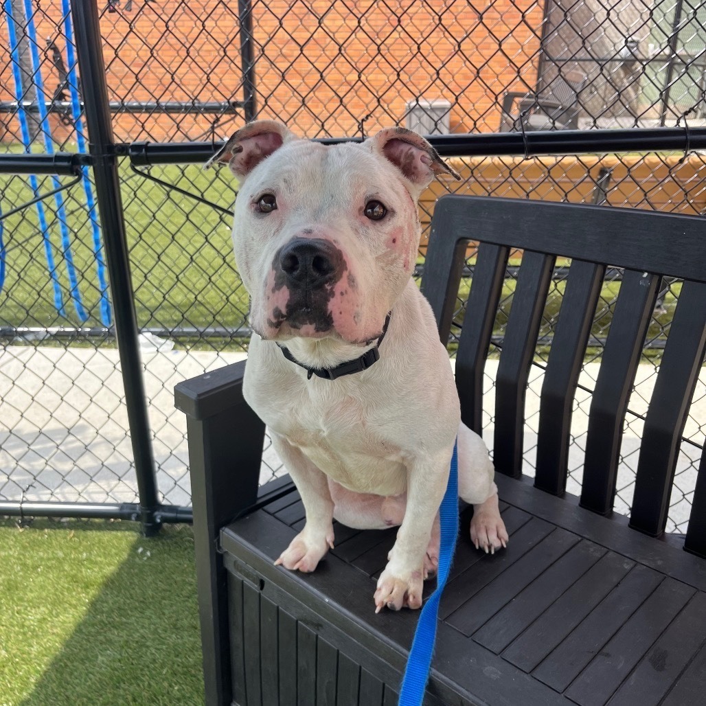 Pit bull named Schwarber adopted on day of scheduled euthanasia