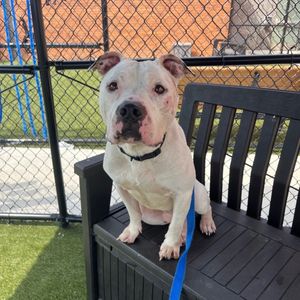 Pitbull named 'Schwarber' adopted on day of scheduled euthanization