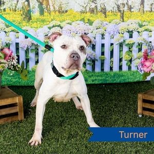 Dog named after Phillies shortstop set to be euthanized unless it finds a home