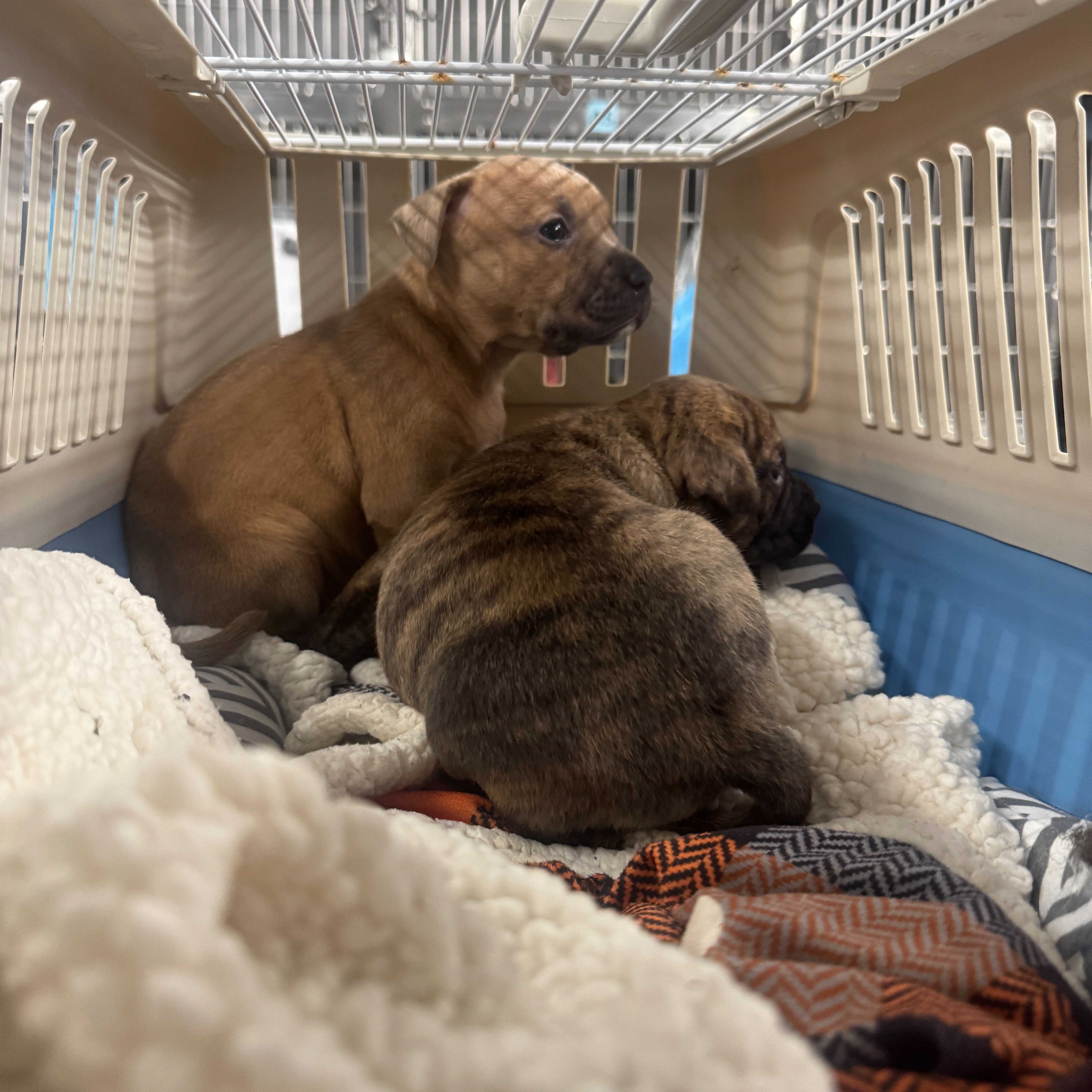 PSPCA officers find litter of abandoned puppies in Old City