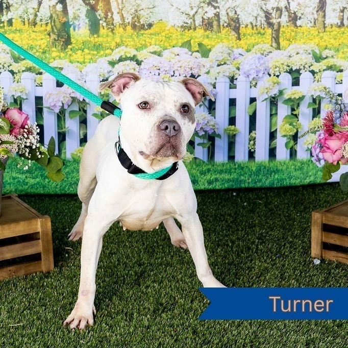 Turner, the dog named after Phillies shortstop and sister of Schwarber, adopted on day of scheduled euthanasia