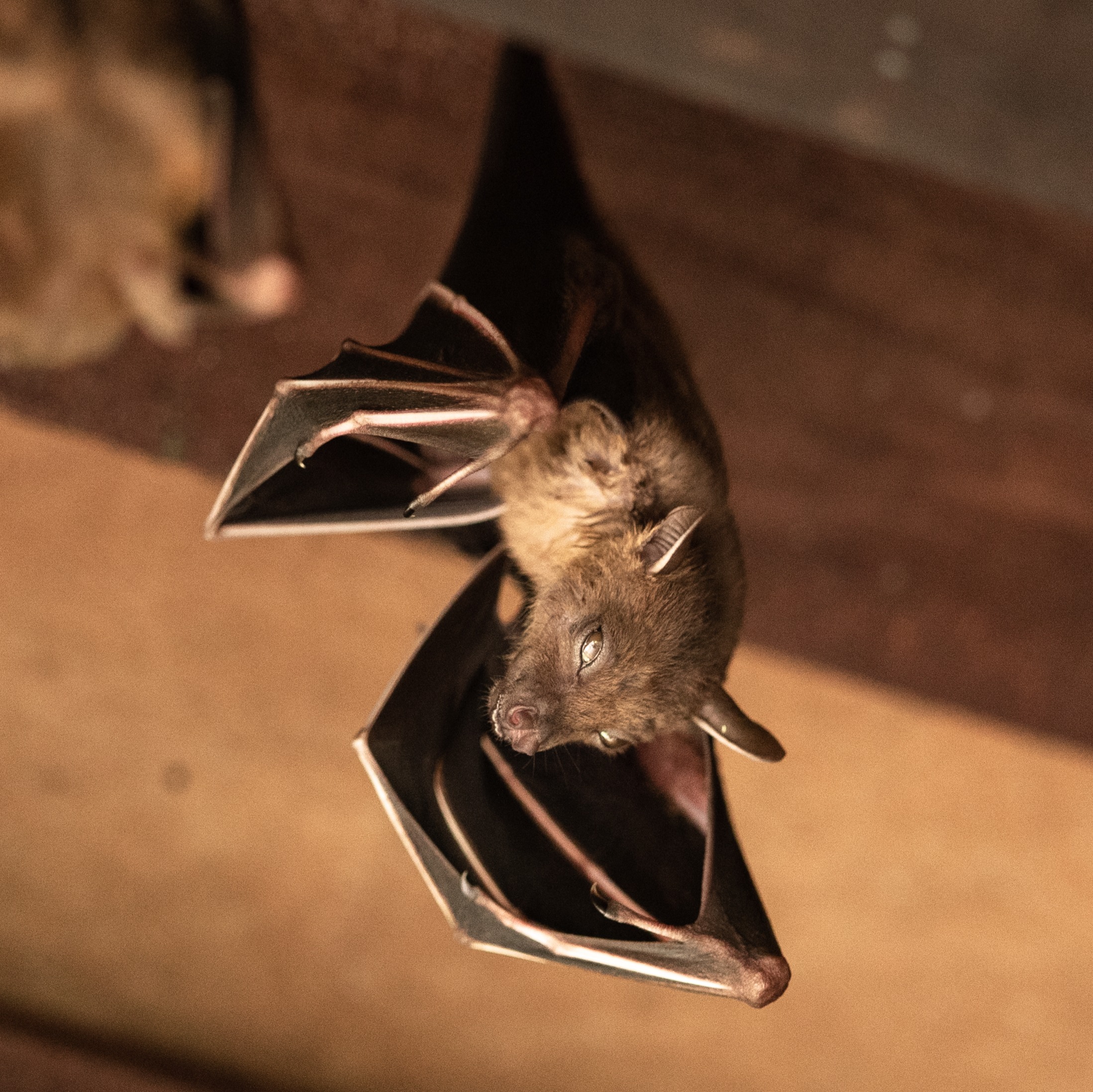 Bat found in attic of Haddonfield home tests positive for rabies