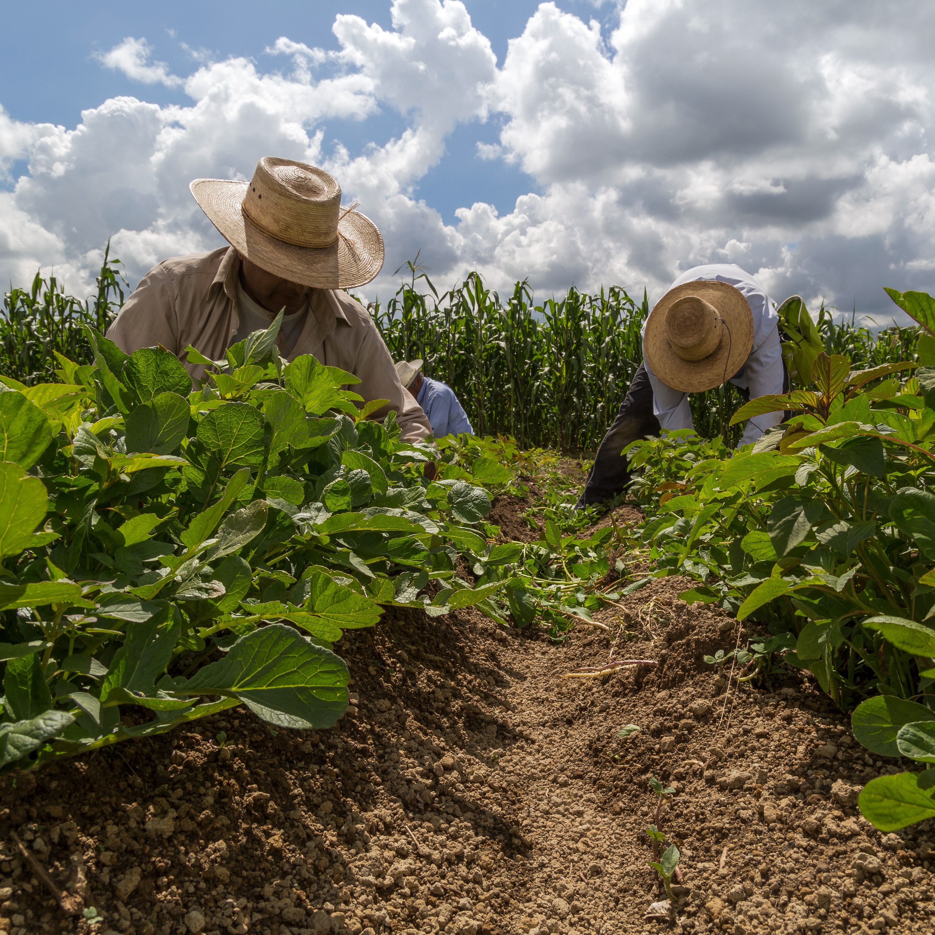 Gloucester County farm faces $500K in fines for alleged labor violations