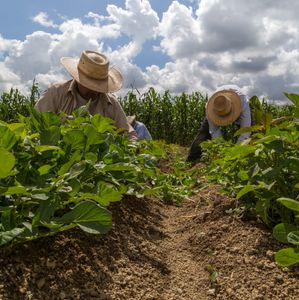 Gloucester County farm faces $500K in fines for alleged labor violations