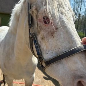 Bucks County woman arrested and charged for failing to care for cancerous horse