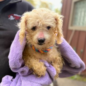 More than 40 dogs, puppies rescued from neglect, filthy conditions at Delaware County home