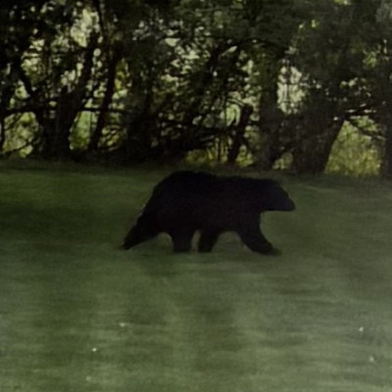 Black bear spotted in Bucks County