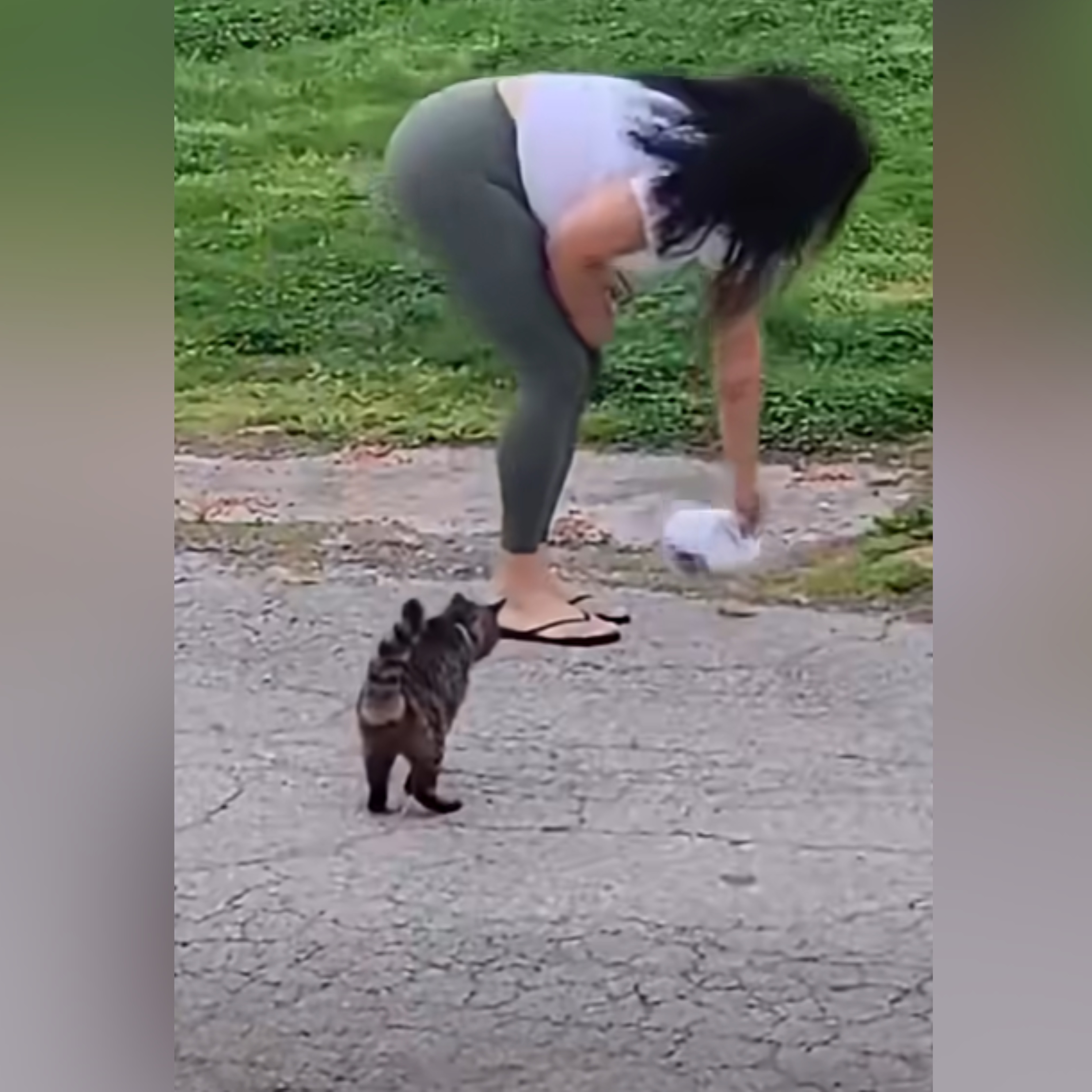 Officials investigating after Delco woman seemingly pours bleach on cat food