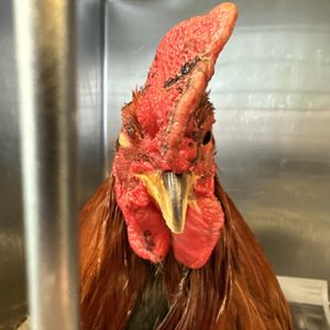 Cockfighting ring busted in Delaware County