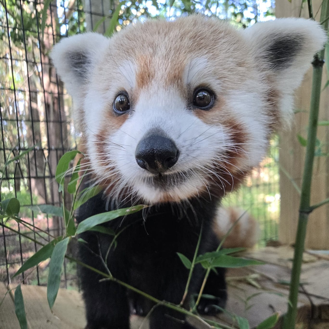 Cape May County Park and Zoo welcomes red panda Wally on his 1st birthday