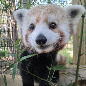 Cape May County Park and Zoo welcomes red panda Wally on his 1st birthday