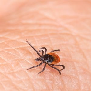 Health officials warn of worst tick season in nearly a decade