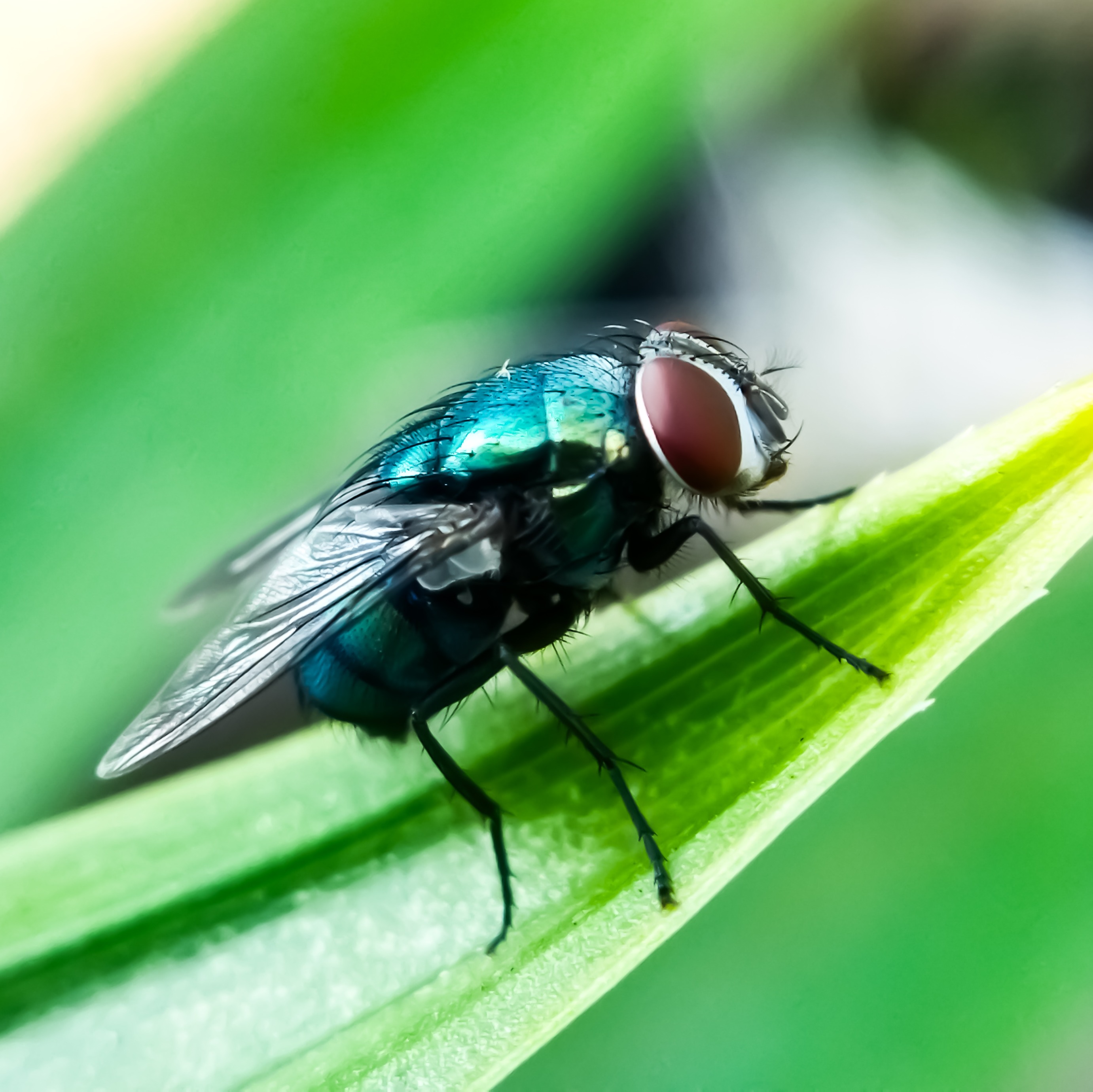 Parasitic New World screwworm prompts quarantine order, warnings from Pennsylvania agricultural officials
