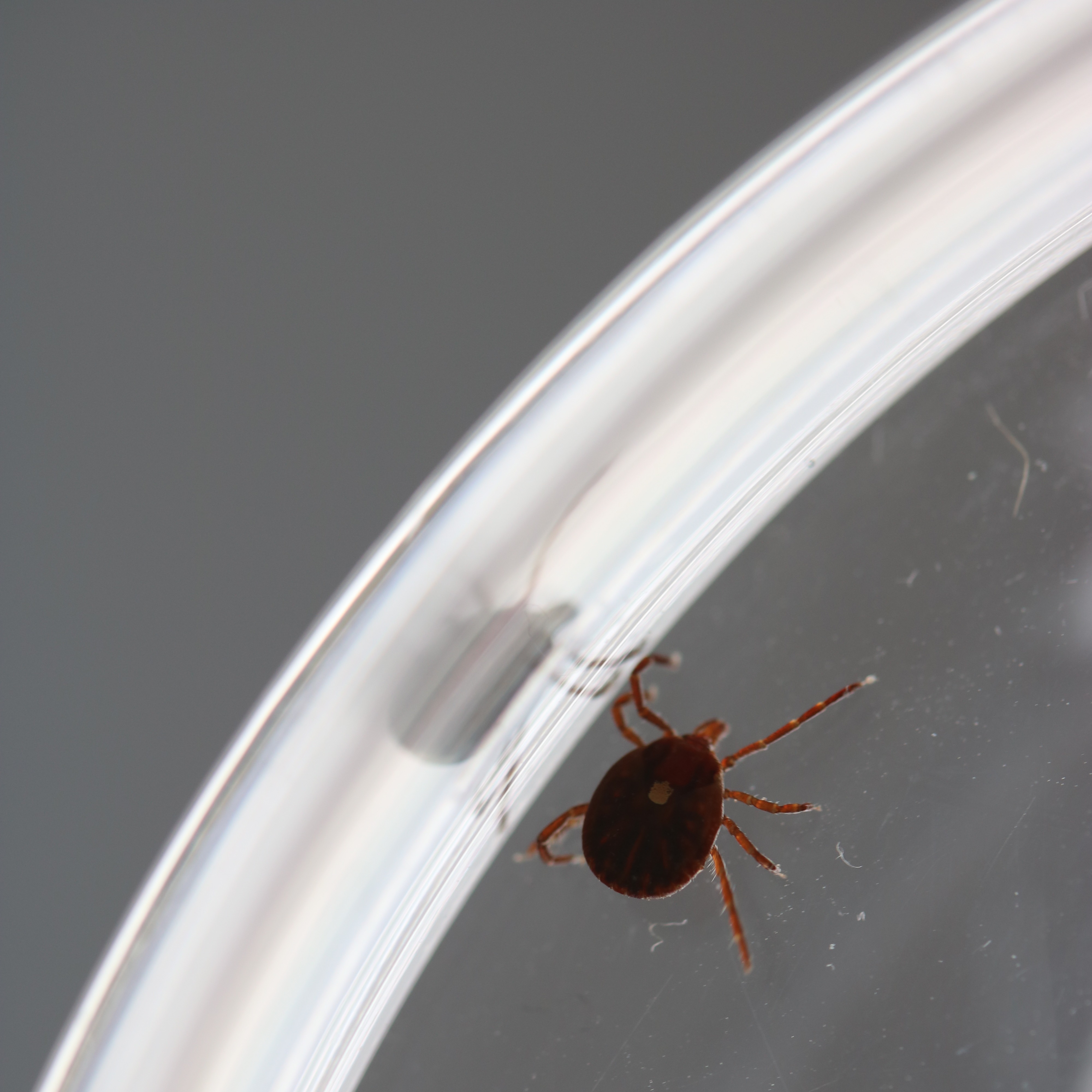 What is alpha-gal syndrome? What to know about the meat allergy caused by tick bites