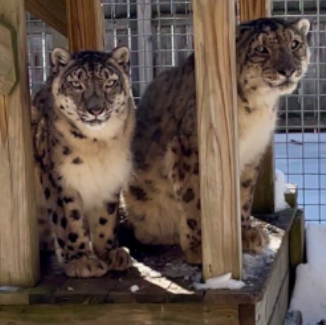 Snow Leopard couple at Cape May County Zoo die within 3 months of each other
