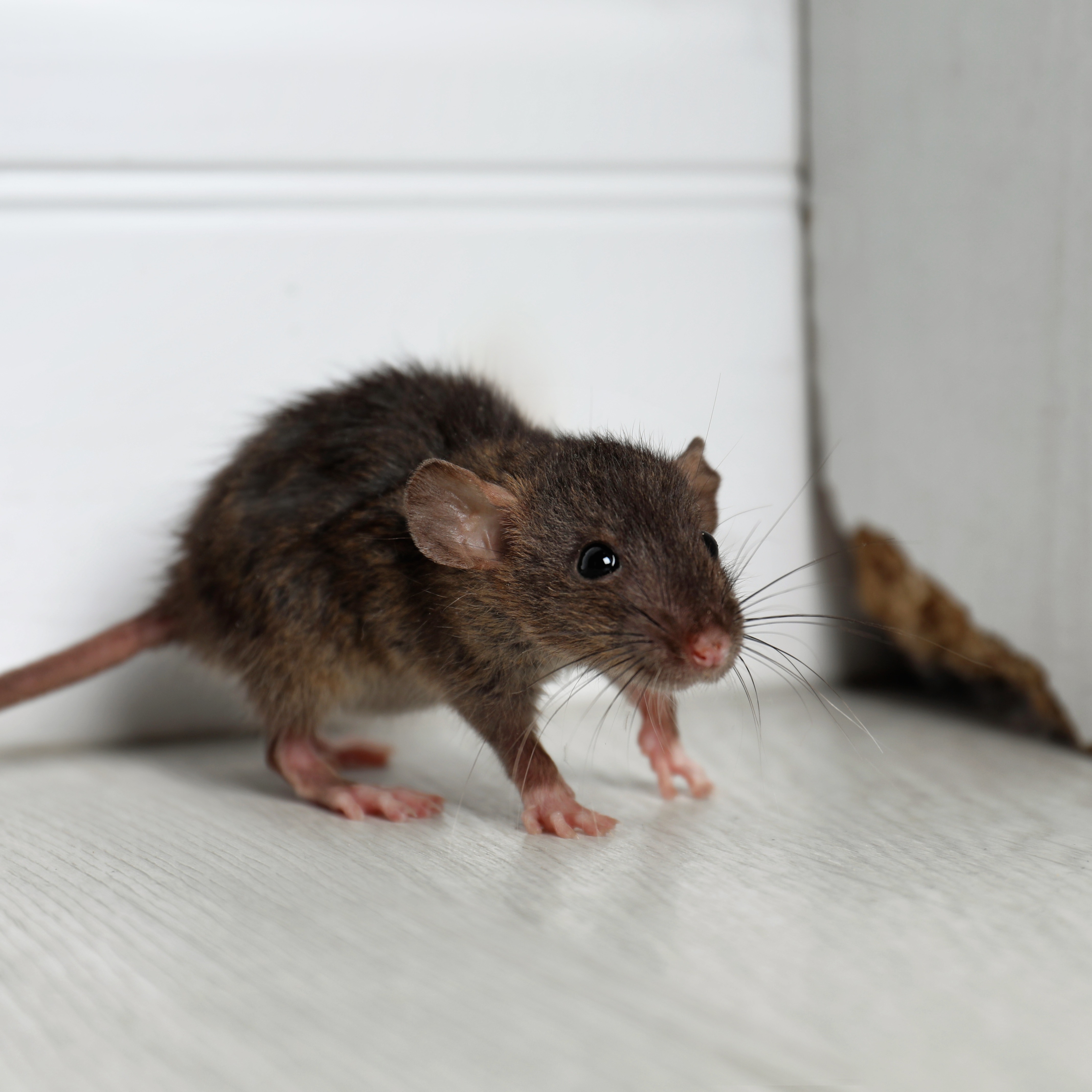 Researchers discover poison-resistant mutation in Philly mice