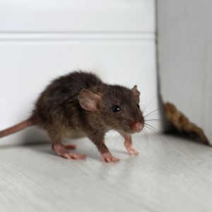 Researchers discover poison-resistant mutation in Philly mice