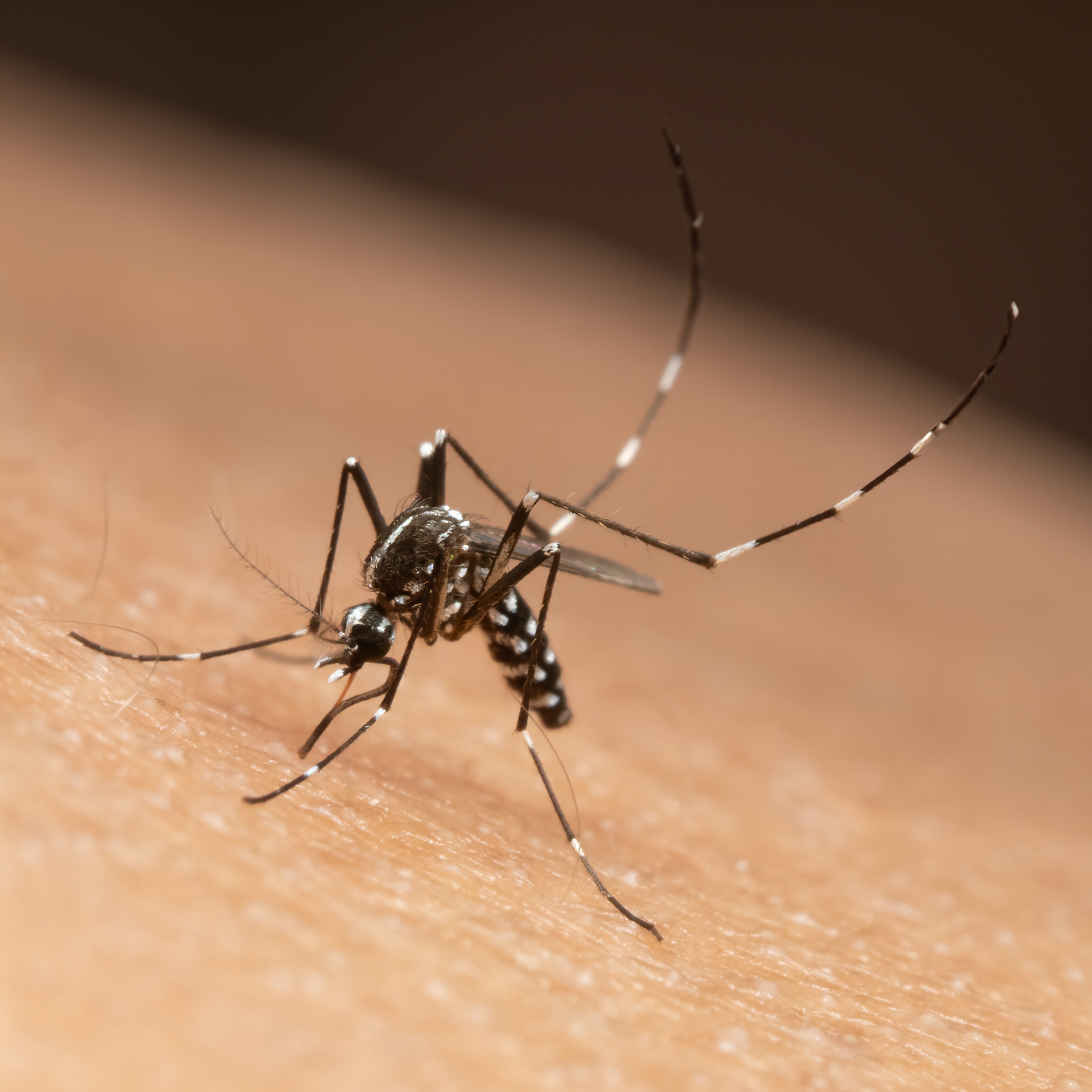 Mosquito pool from Delco cemetery tests positive for West Nile virus