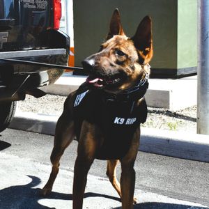 NJ officer charged after two K-9s died of heat stroke inside his car