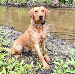 Charges in Salem County K-9 deaths raise questions over investigation of similar 2022 case