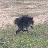 Internet abuzz over unusually round raccoon ‘Jimothy’ spotted in Seattle