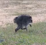 Internet abuzz over unusually round raccoon ‘Jimothy’ spotted in Seattle