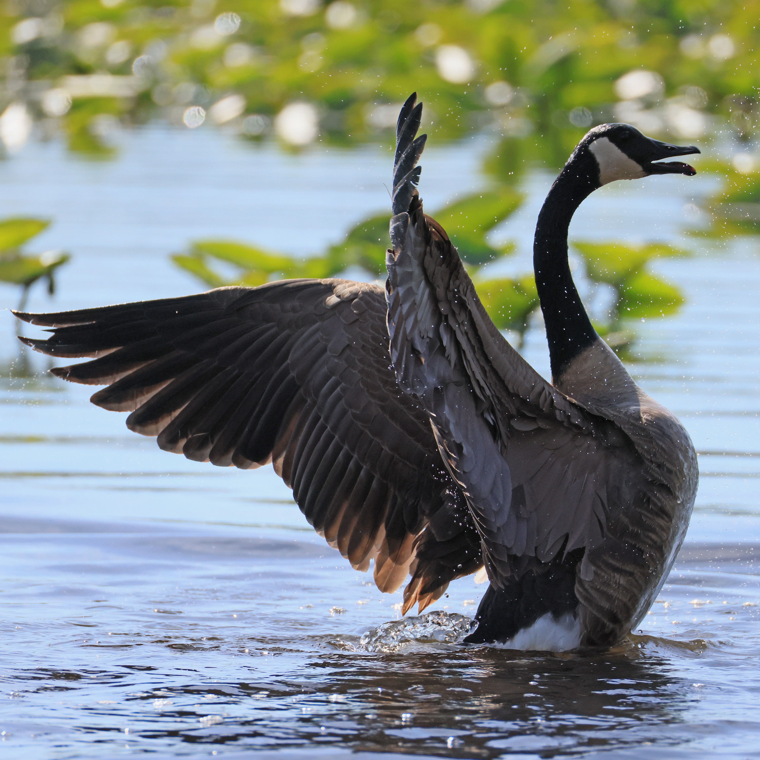 Abington Township pulling out all the stops in battle against formidable foe: Canadian geese