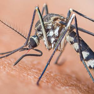 West Nile virus detected in Springfield Township mosquito sample