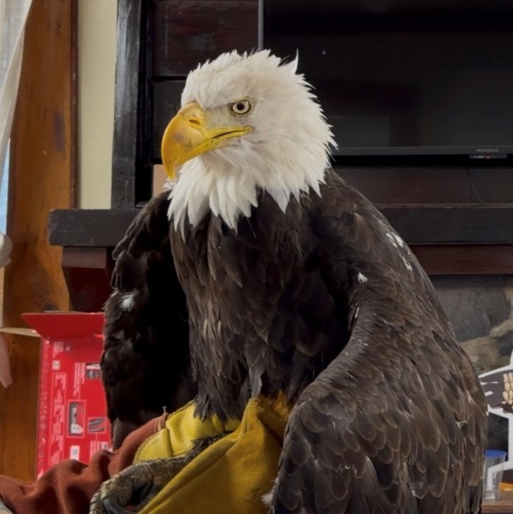 Jackie, the California bald eagle who became an internet sensation, dies after illness