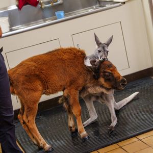 An unlikely animal pair have become best buds at Six Flags Great Adventure