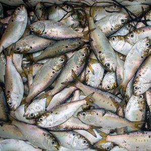 Thousands of dead fish stink up South Jersey beach community