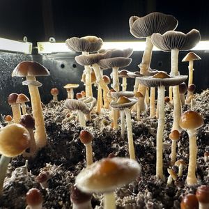 Philly VA hospital to take psychedelic mushrooms to clinical trials