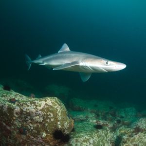Beachgoers baffled by beaching of dozens of small sharks down the shore