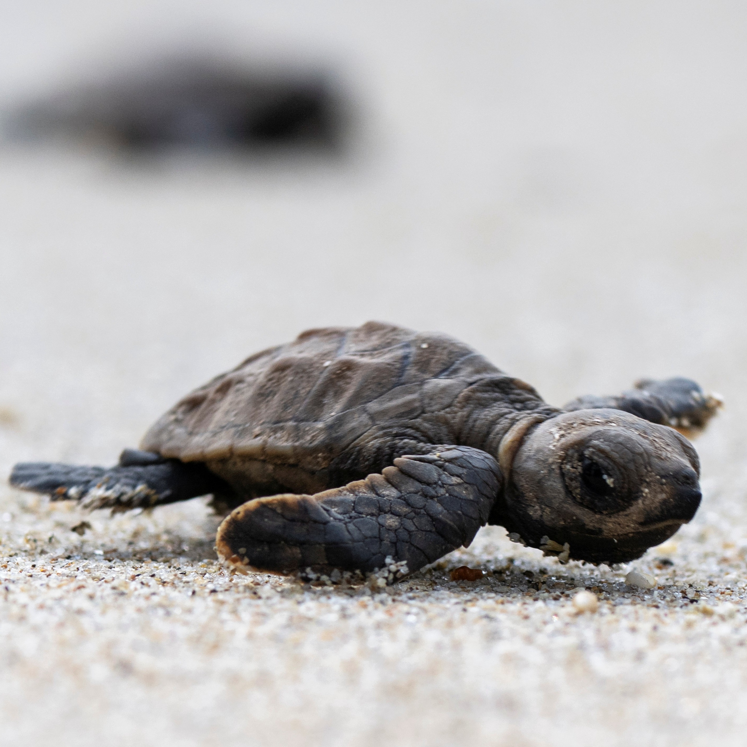 Fairmount Water Works to discuss all things turtle at special upcoming event