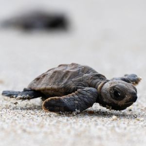 Fairmount Water Works to discuss all things turtle at special upcoming event