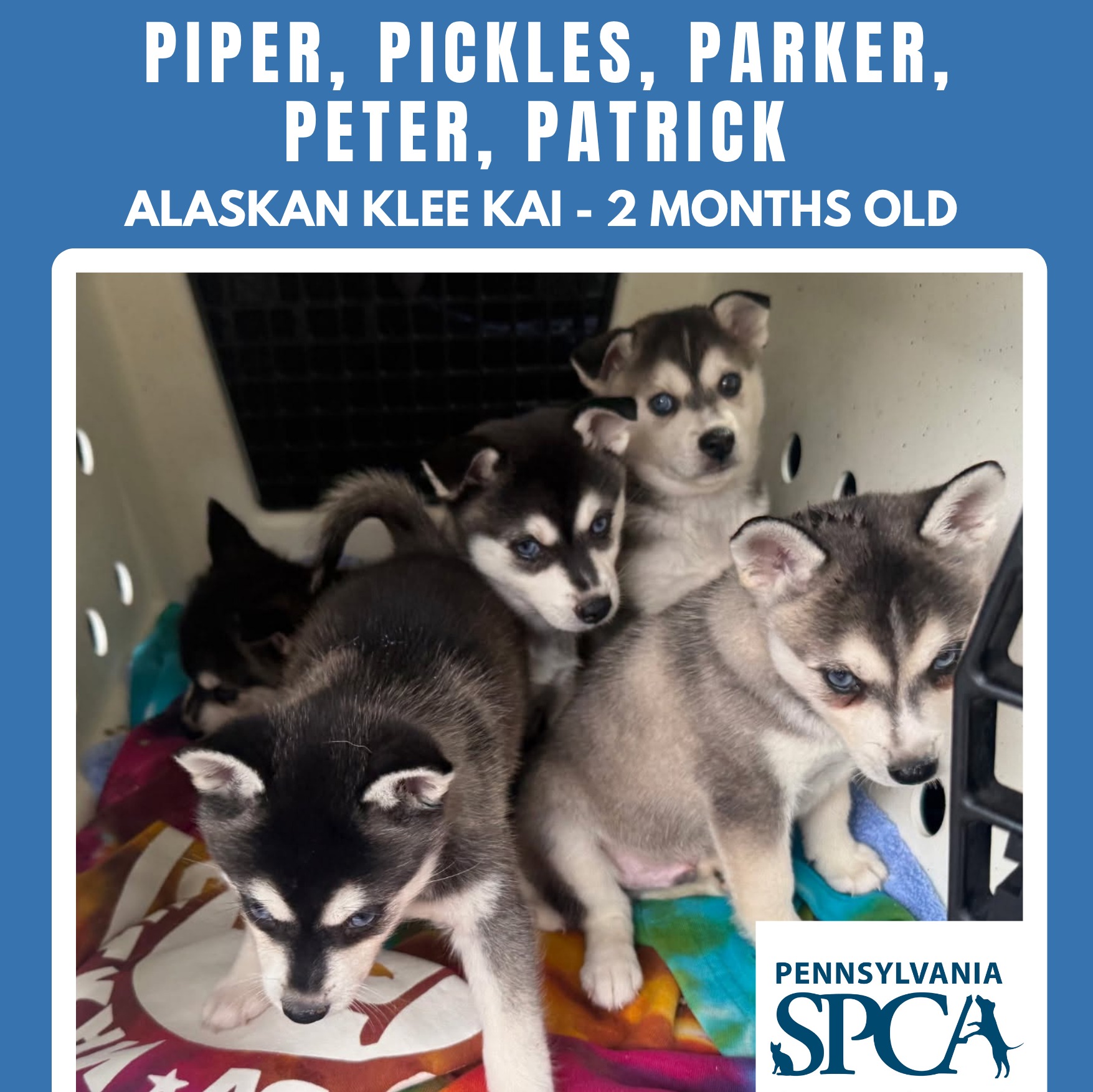 Adoptable dogs and cats will be at Friday’s Phillies game for PSPCA pet drive