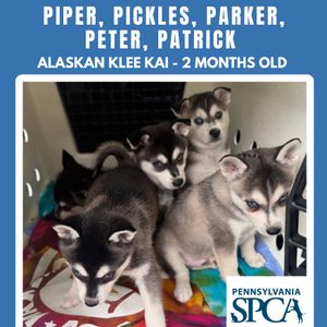 Adoptable dogs and cats will be at Friday’s Phillies game for PSPCA pet drive