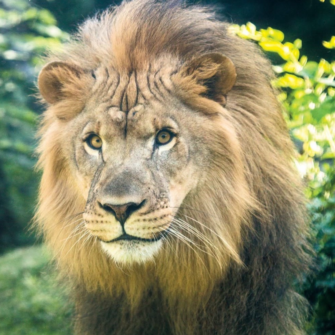 Makini, the last remaining African lion at the Philly Zoo, has died