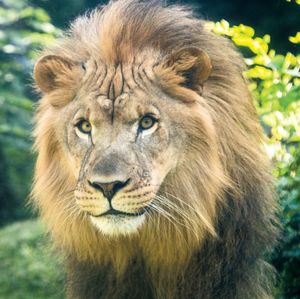 Makini, the last remaining African lion at the Philly Zoo, has died
