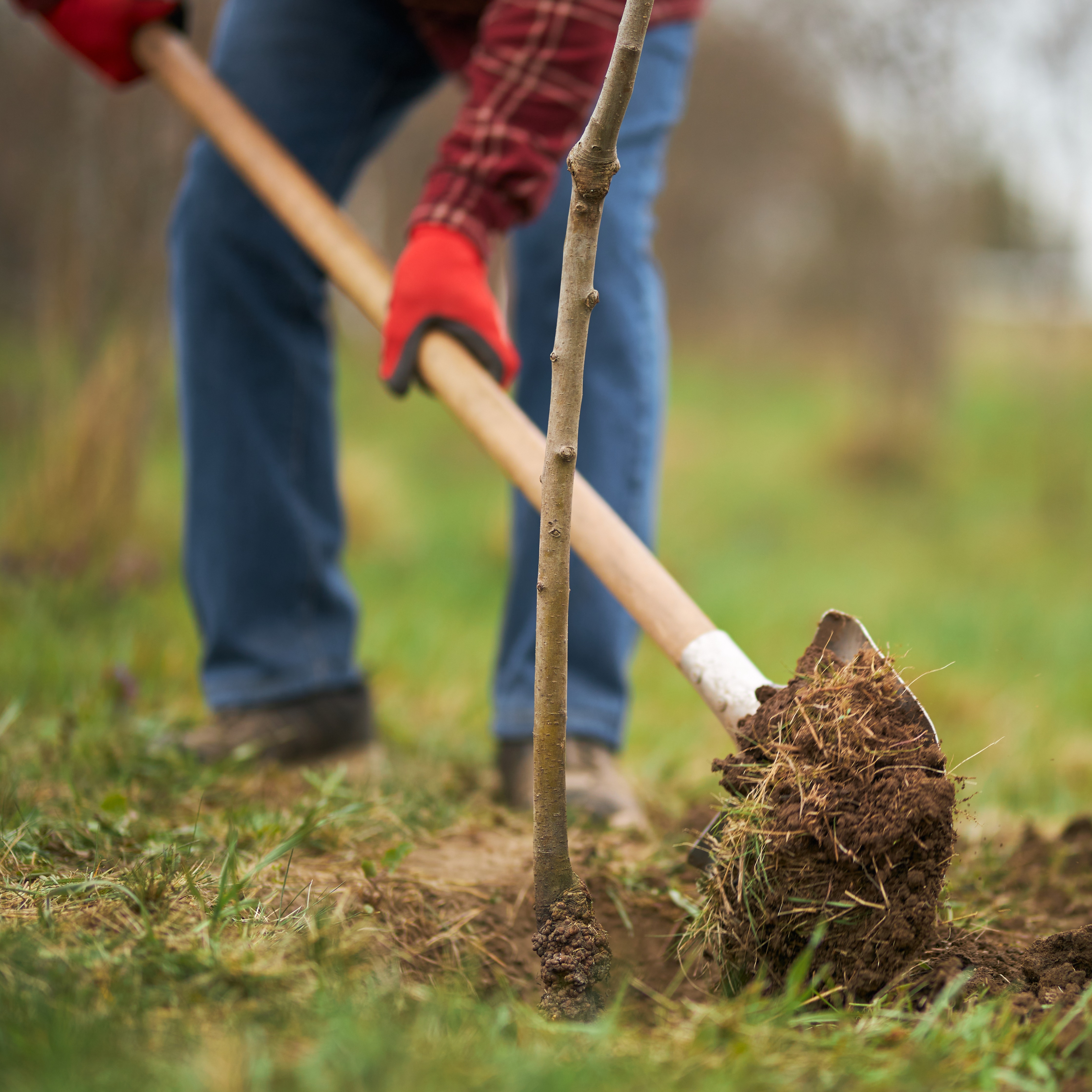 Tips for preparing your trees for cooler weather in the fall