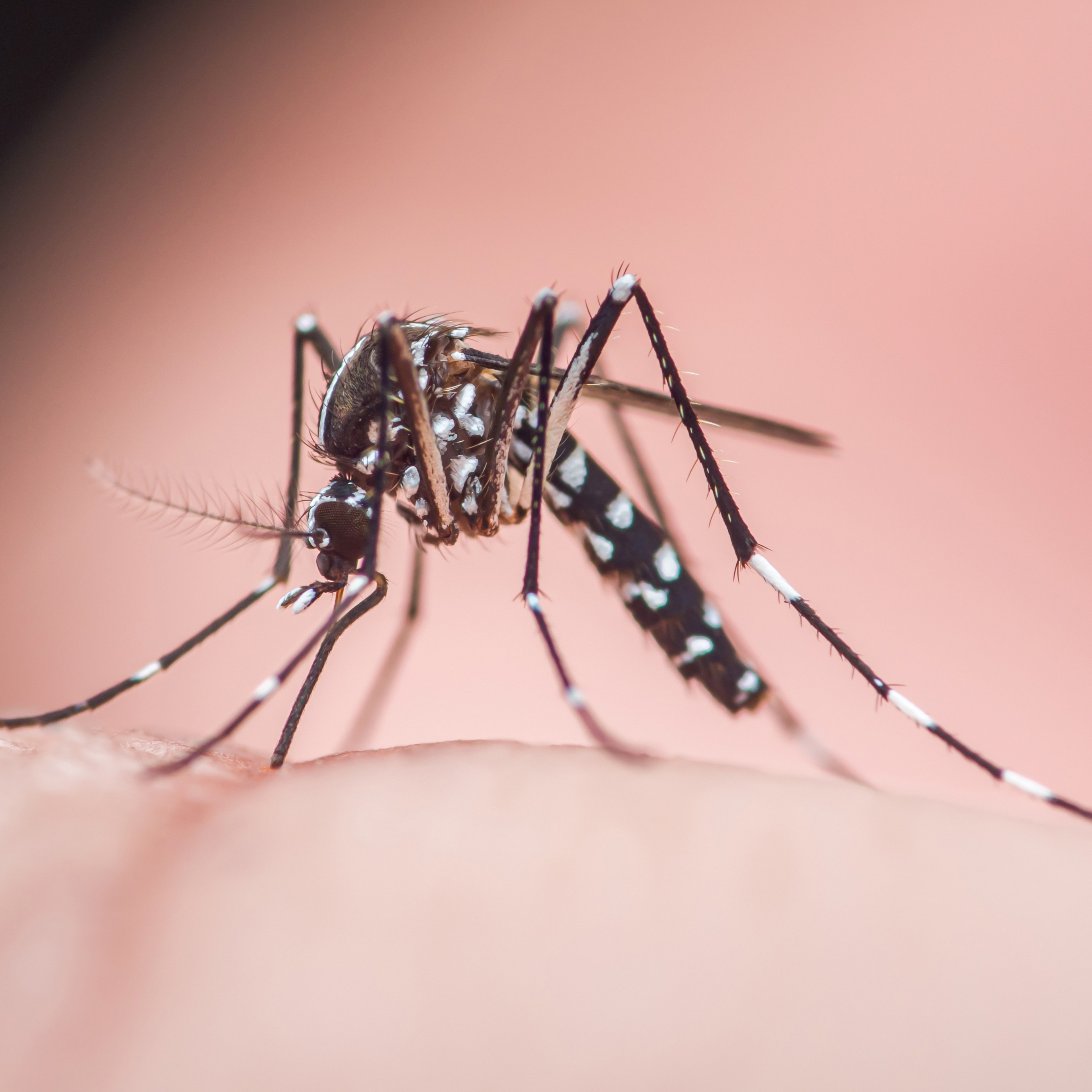 4 human cases of West Nile virus reported in Philly