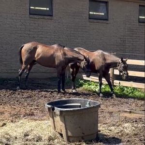 Work to Ride launches new 8-week horsemanship program