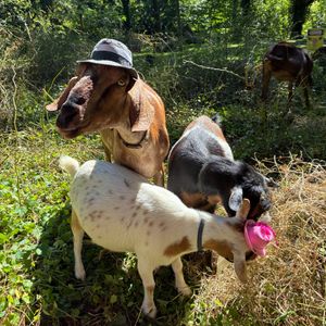 Costume contest, a drag queen and, of course, goats: What to know about Philly Goat Project’s GOAToberFest
