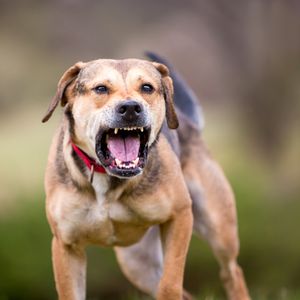 Philadelphia Sheriff deputy injured in dog attack while serving warrant in Northeast Philly