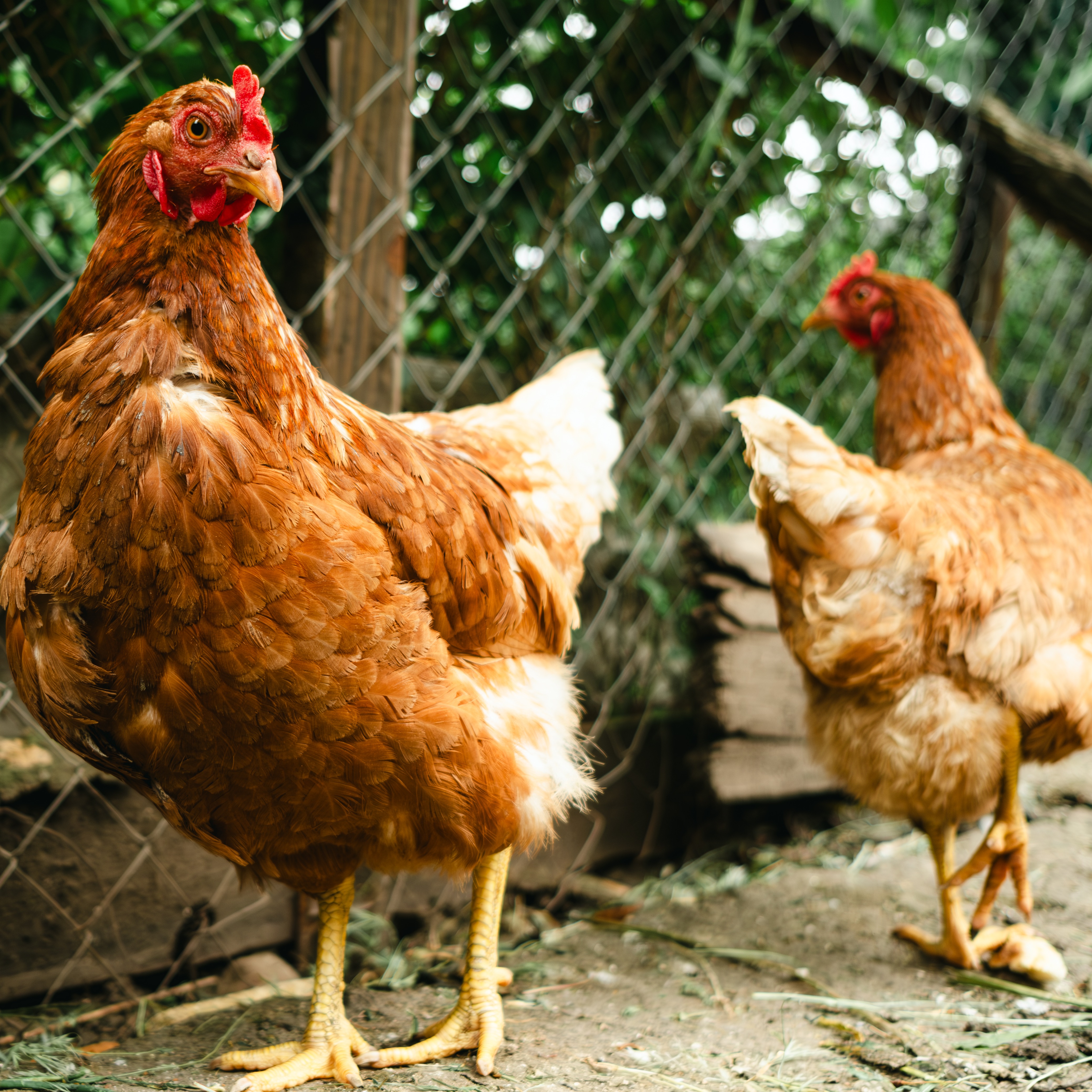 Collingswood passes ordinance permitting backyard chicken coops